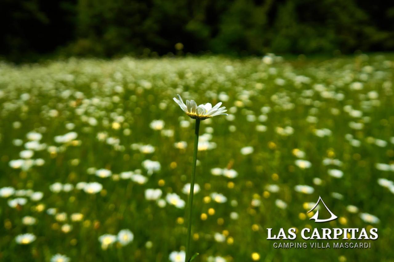 Las Carpitas Villa Mascardi Eksteriør bilde